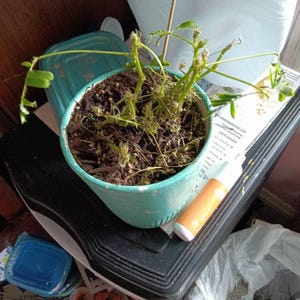 Rosaline added a photo of their purchase