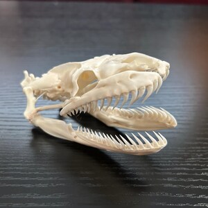 本物のパイソンの頭蓋骨 10 cm | ヘビの頭蓋骨の剥製、関節式ボアの骨