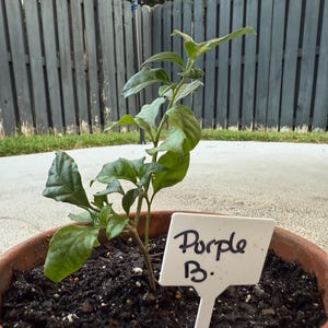 Drummond's Pink Creeping Phlox White Flowers Periwinkle Ground Cover Live Plant