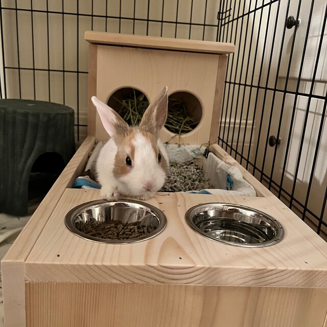 Litter Box Guinea Pig Hay Feeders Guinea Pig Accessories Sophie's Pets  4-in-1 Rabbit Litter Box Set