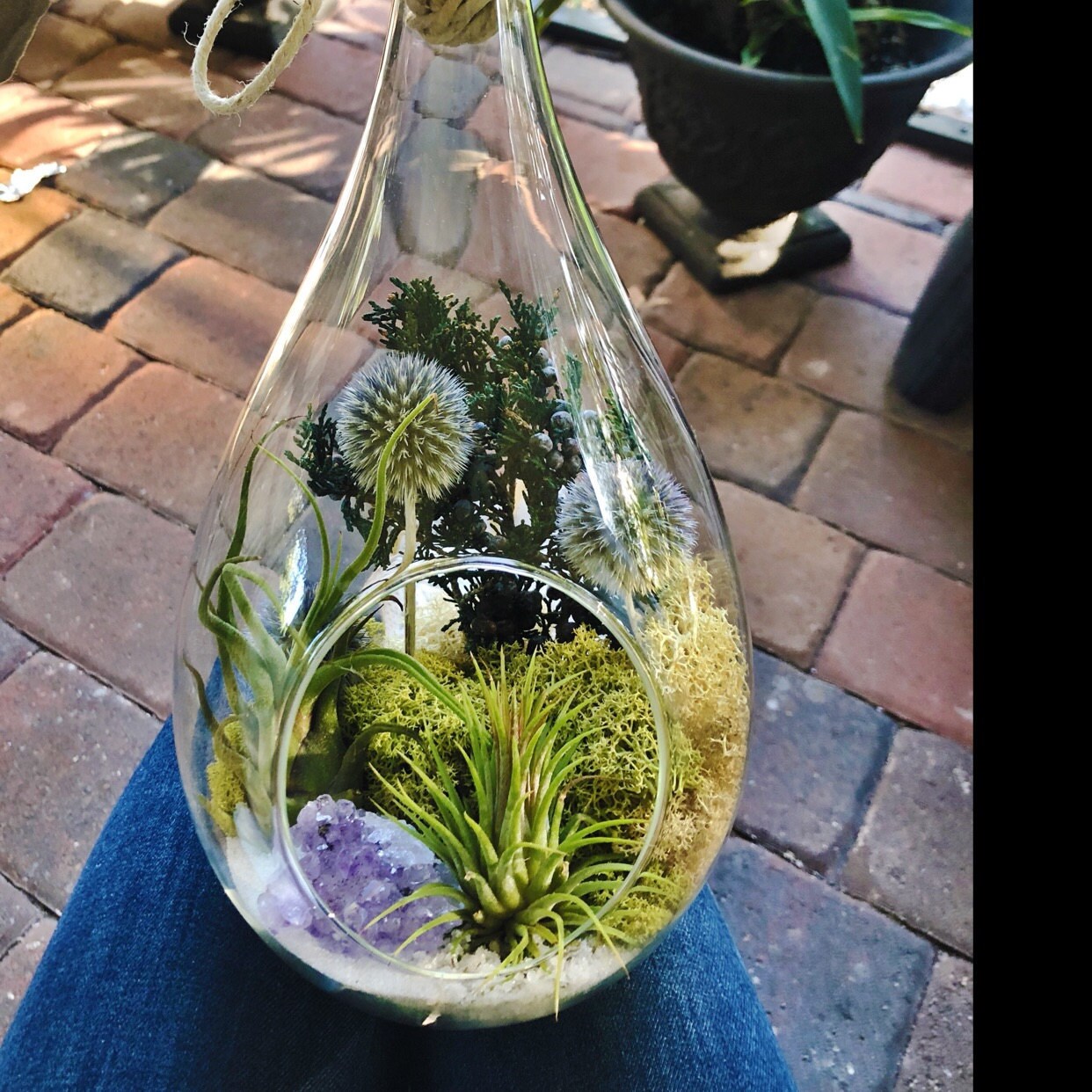 Large Hanging Air Plant Terrarium with Amethyst Crystal / Etsy