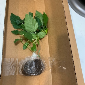 Carmen added a photo of their purchase