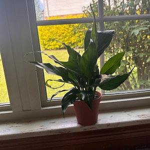 Saskia added a photo of their purchase