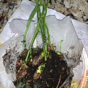 Crystal added a photo of their purchase