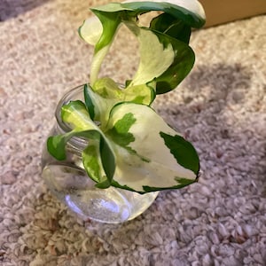 Udomxai added a photo of their purchase