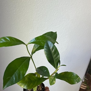 Etsy のお客さま さんが購入した商品の写真を追加しました