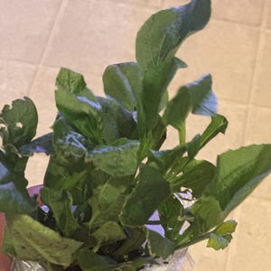 Tonya added a photo of their purchase