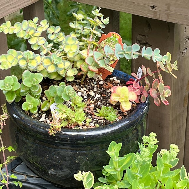 Sedum SUNSPARKLER Wildfire | Variegated Foliage, Perennial