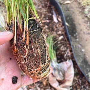 CC added a photo of their purchase