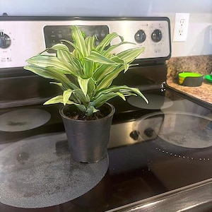 arlette added a photo of their purchase