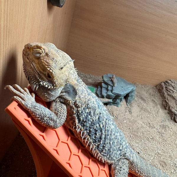 Reptile Climbing Ramp, Bearded Dragon Basking Platform, Rock Wall ...