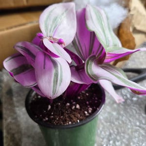 Bubblegum Wandering Dude - Tradescantia Blossfeldiana Variegata