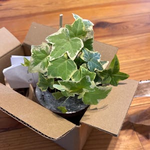 Hannah added a photo of their purchase
