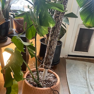 CJ added a photo of their purchase