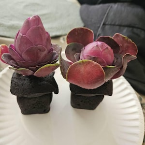 Ivonne hat ein Foto des gekauften Artikels hinzugefügt