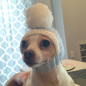 oscar the blue chihuahua hat