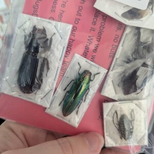 5匹、10匹、25匹、100匹入りの各種甲虫A1パック｜昆虫学用未塗装昆虫