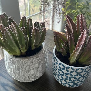 Bianca added a photo of their purchase