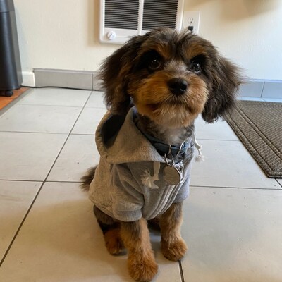 Off white dog hoodie Clearance