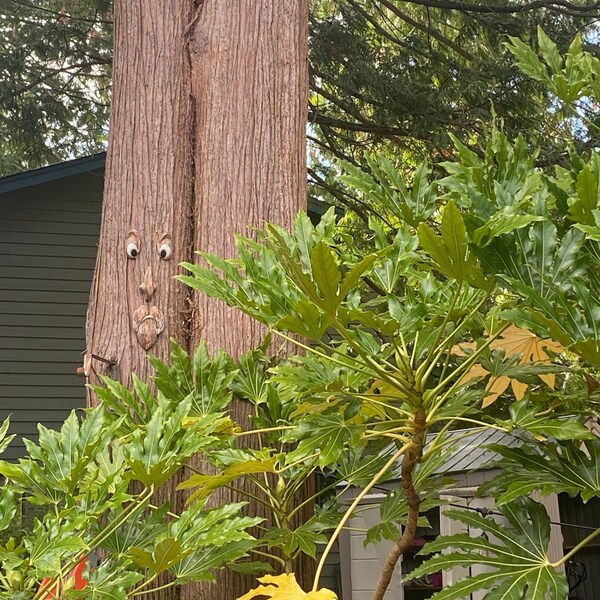 The ORIGINAL & GENUINE Mr. Grumpy Stump Tree Face Gift for Dad Fun ...