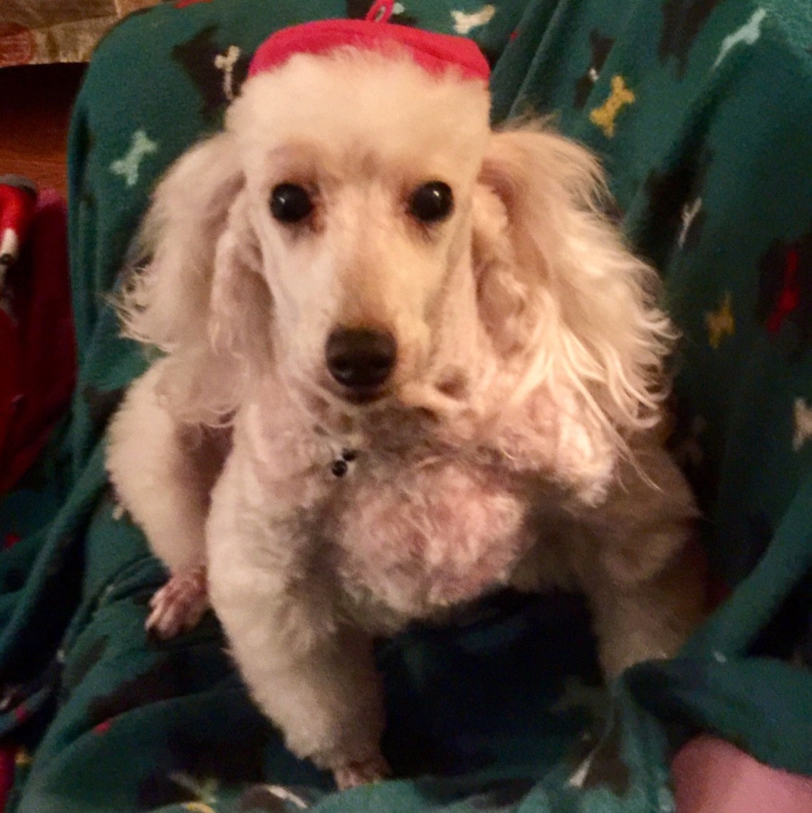 Customer photo of a pet with the Beret Personalized for small pet Raspberry