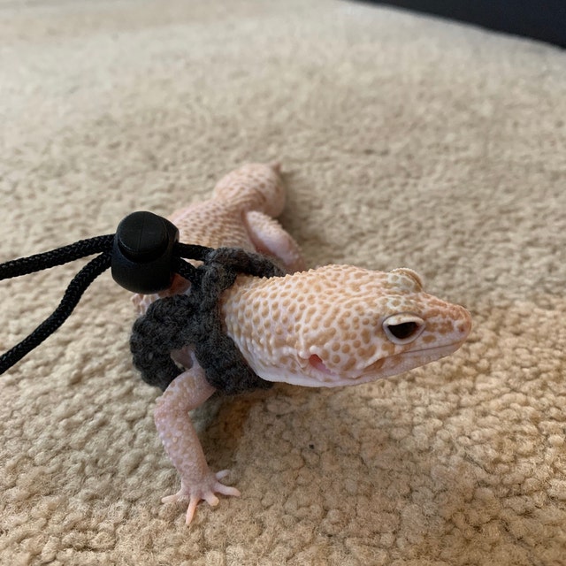 Leopard gecko leash hotsell