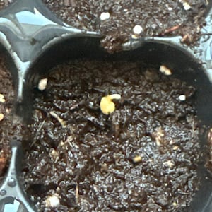 Benny added a photo of their purchase