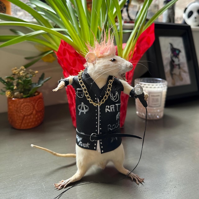 Rat Taxidermie Punk Rock Star - Cabinet De Curiosité, Oddities, Fabriqué En France