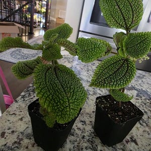 Moon Valley Friendship Plant (pilea Mollis) - Etsy
