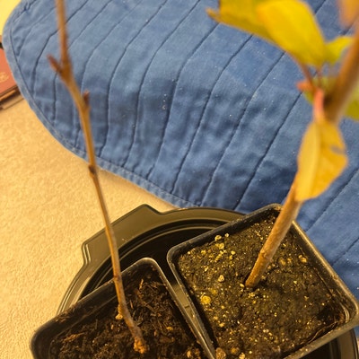 Yoshino Flowering Cherry Tree Live Plant 6-12" Tall In 2.5" Pot For Planting Yoshino Cherry Tree Fragrant Flower Plant Ornamental Tree