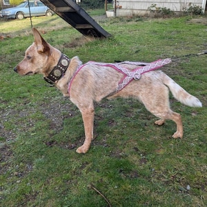 Sal さんが購入した商品の写真を追加しました