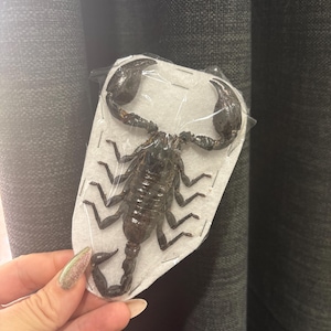 Letitia heeft een foto van de aankoop toegevoegd