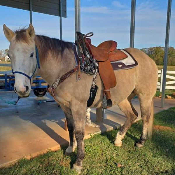 Coolhorse Leather 1 1/2