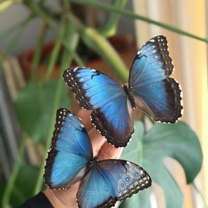 Real Blue morpho helenor tropical butterfly, unpinned A1 male or