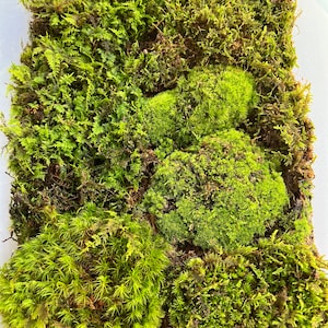 Beverly ha añadido una foto de su compra