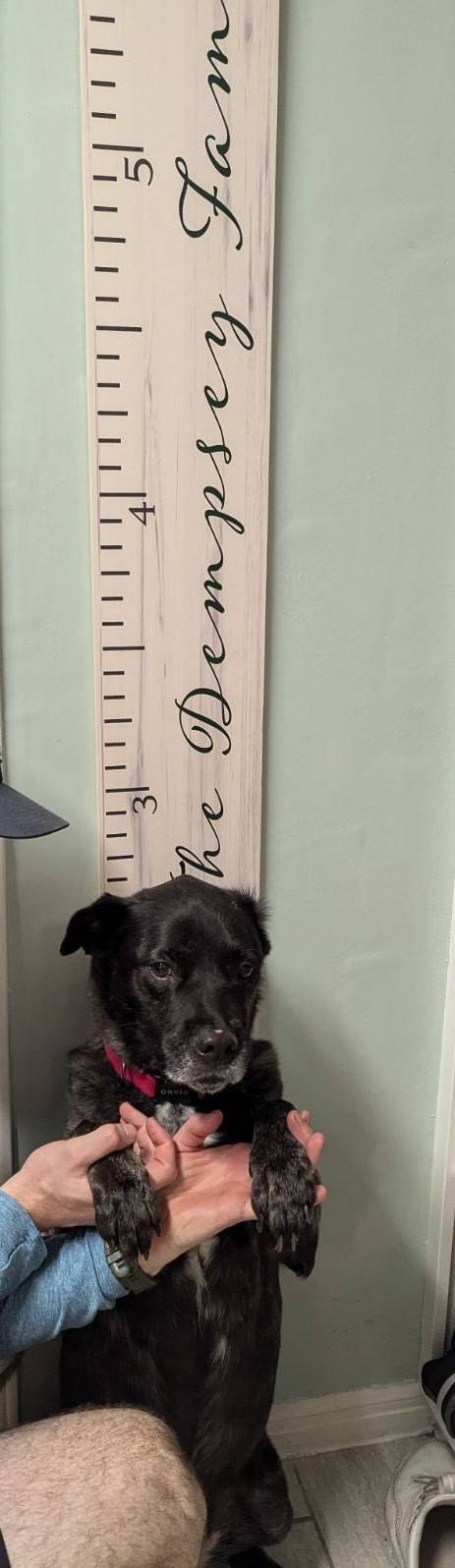 Custom Wooden Growth Chart for Kids - Personalized Height Measuring Stick with Family Name (GC-CST)