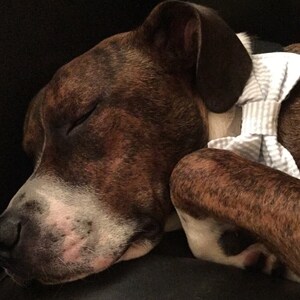 seersucker dog bow tie