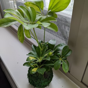 Comprador de Etsy ha añadido una foto de su compra