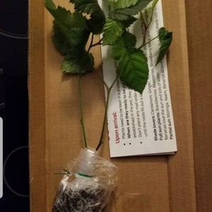 Tammie added a photo of their purchase