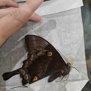 Comprador de Etsy ha añadido una foto de su compra