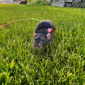 Gracie added a photo of their purchase