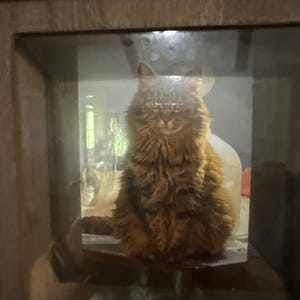 Susie added a photo of their purchase