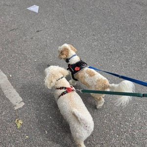 Tabitha ha añadido una foto de su compra