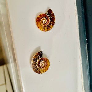 オパール化したアンモナイトの化石 - Etsy 日本