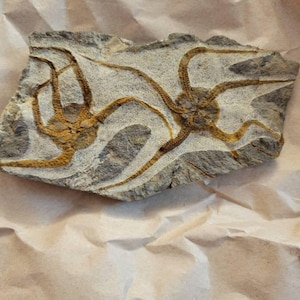 Cayleigh added a photo of their purchase