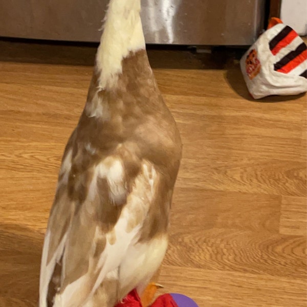 Duck Splint/ Chicken Splints Large-multiple Size Options Available - Etsy