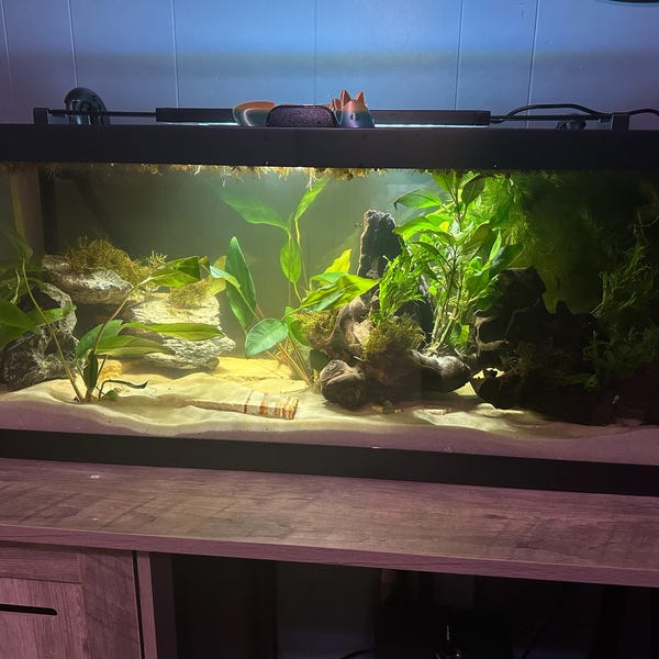 BUY 2 GET 1 FREE: 3 Pots Monte Carlo Micranthemum - Live Aquarium Plants, Beginner Friendly