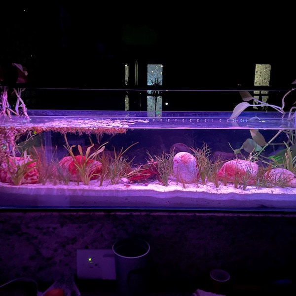 Illustration of Inexpensive Cichlid Aquarium Kits