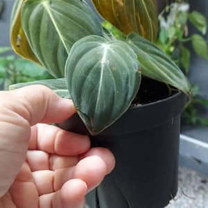 Jenny added a photo of their purchase