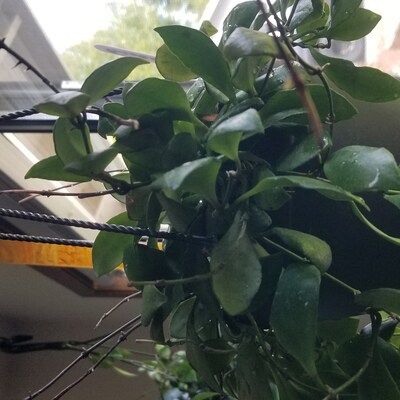 Dischidia String Millions Hearts 4 - Etsy